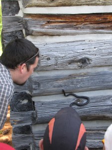Gray Ratsnake in action