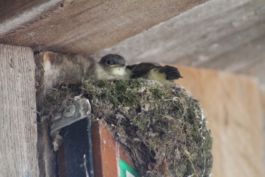 birds in nest