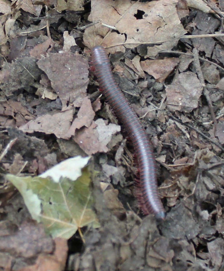 millipede