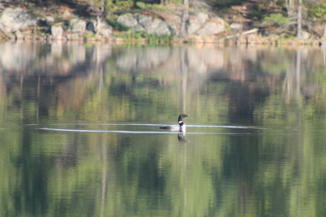 loon on lake