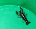 crayfish crayfish