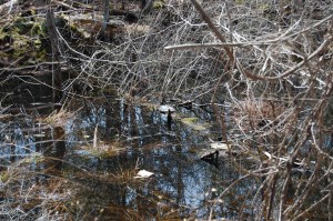 Sleepy snapping turtle on log.