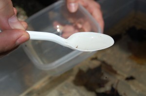 Mosquito larvae