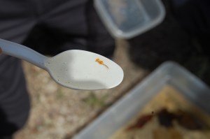 Super cool fairy shrimp in a vernal pool!