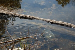 Tobi's minnow trap - can you see the watersnake?