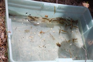 All sorts of water creatures!