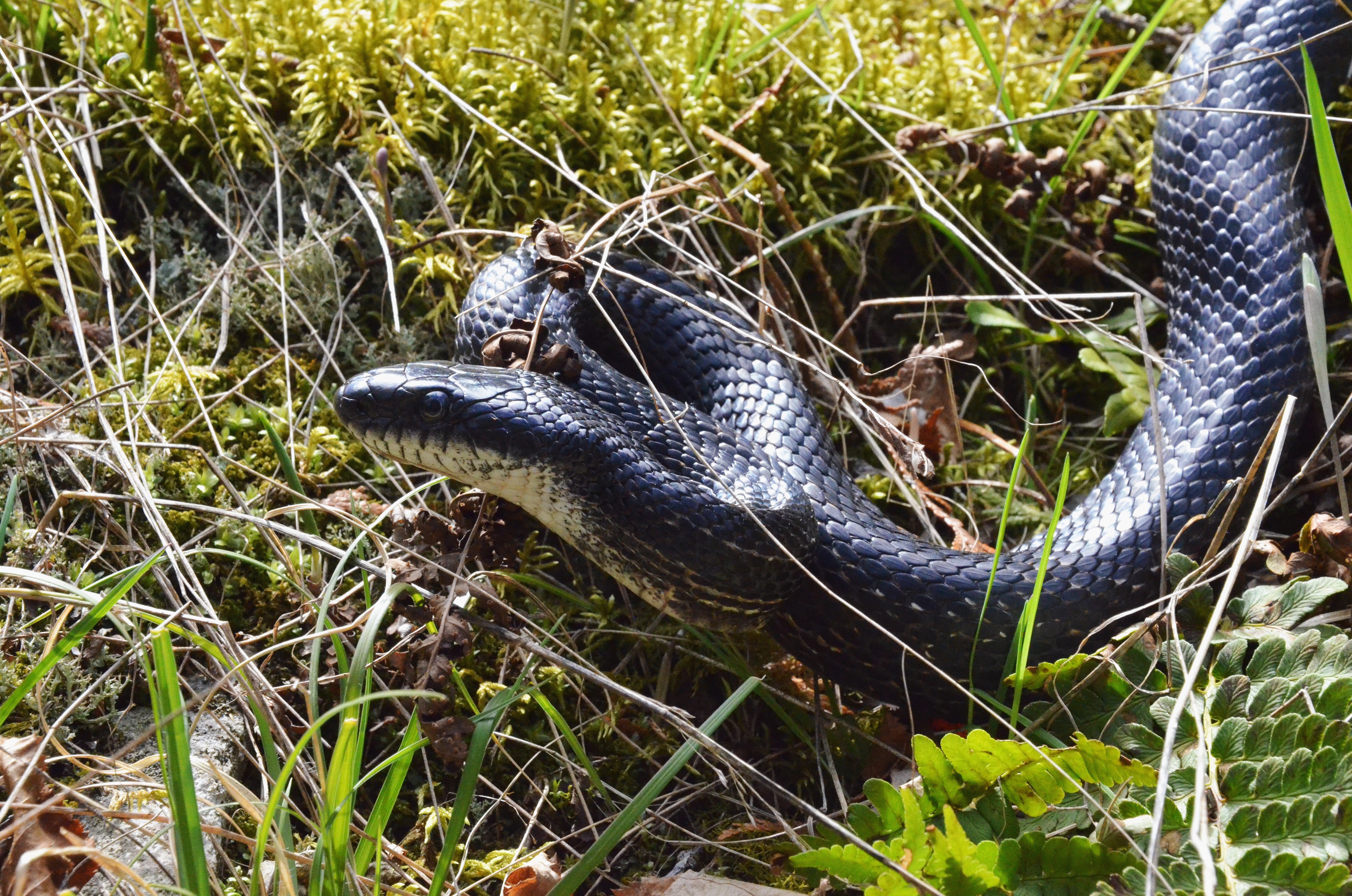 8A6F6900-2A88-4517-BA34-656BDBDA76CF