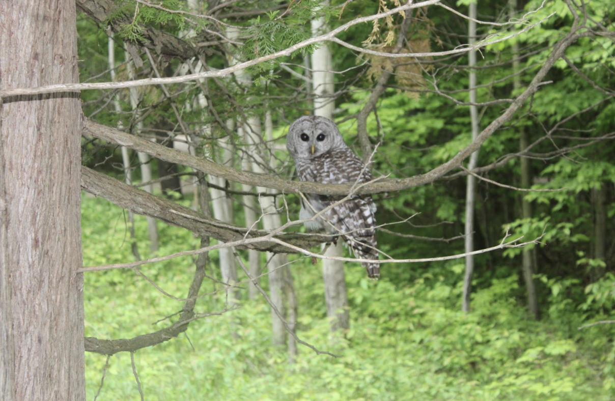 Screen Shot 2020-06-26 at 3.32.48 PM