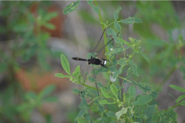 Screen Shot 2020-07-17 at 4.15.51 PM