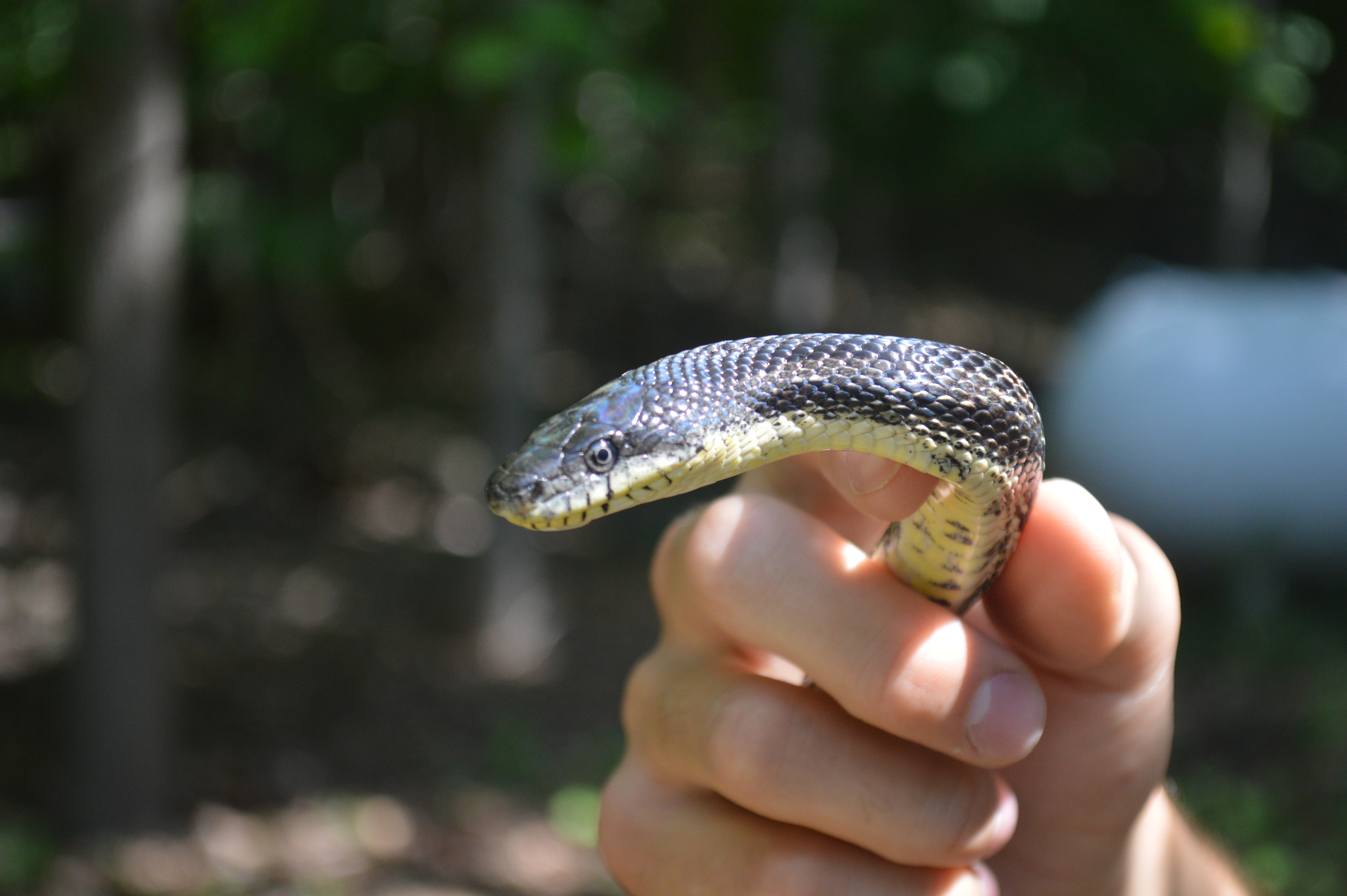 152460670A June 27 2021 b