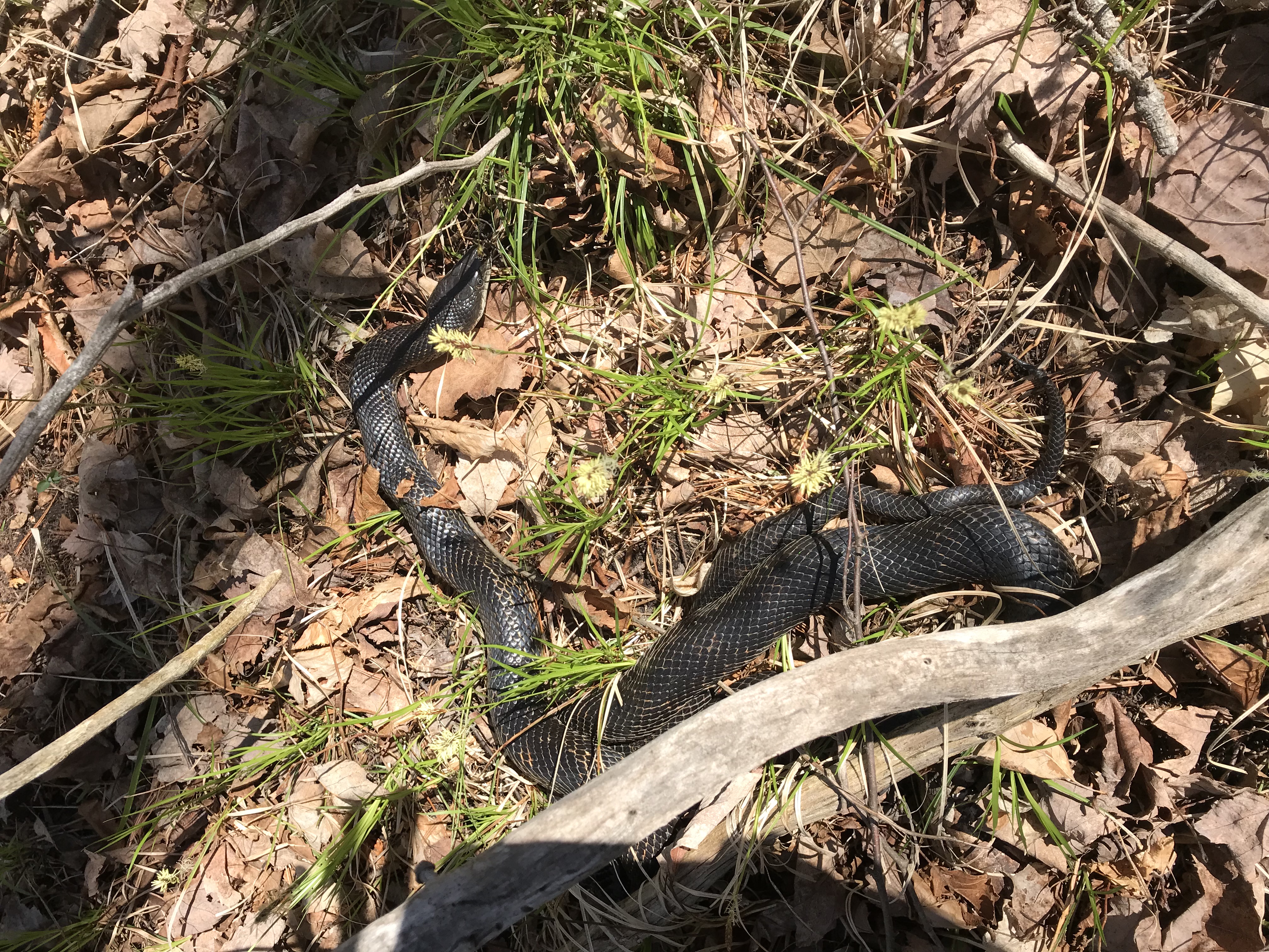 152254137A May 7 2018 a