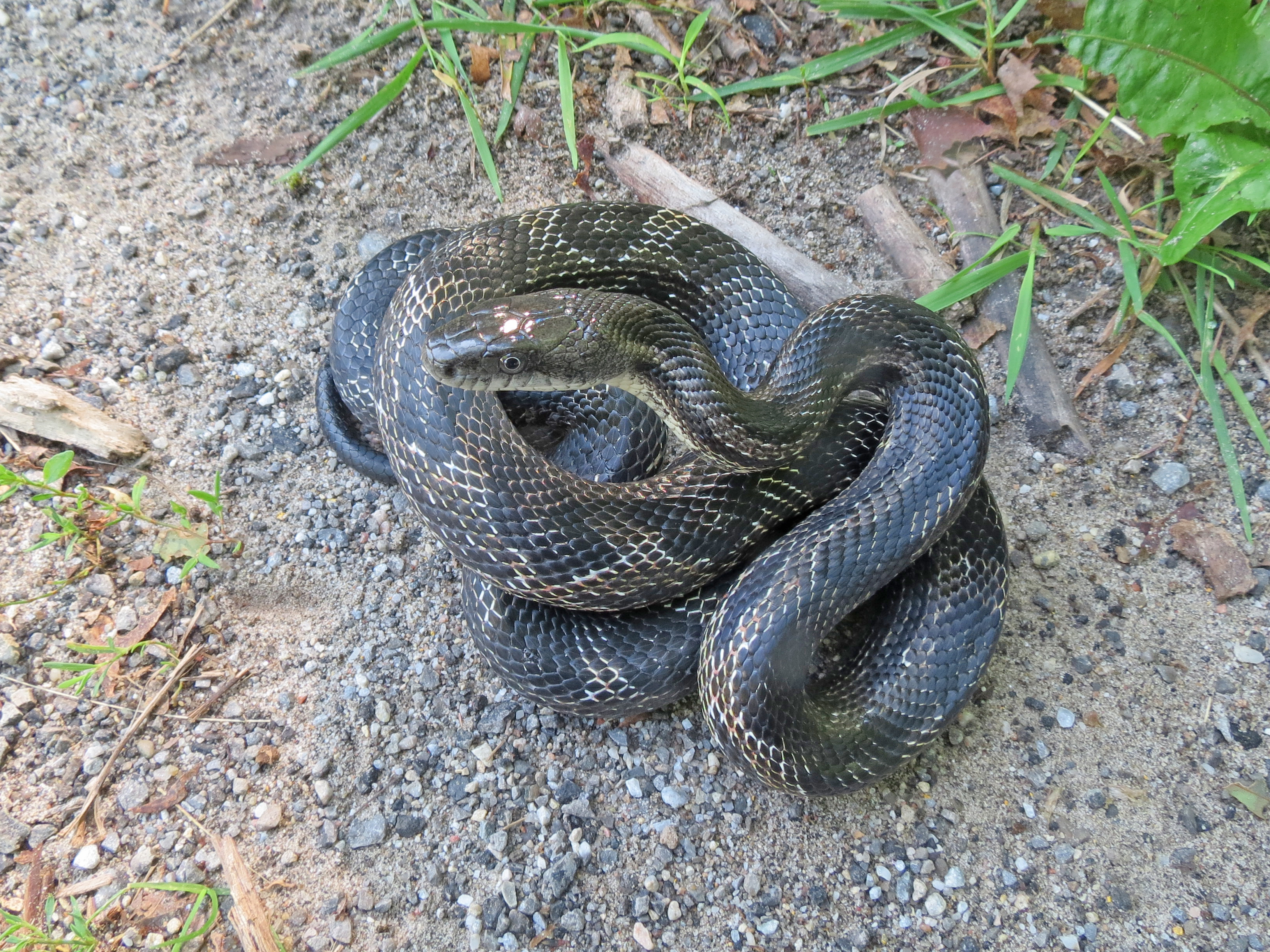 152464042A Beauty July 15 2021 2