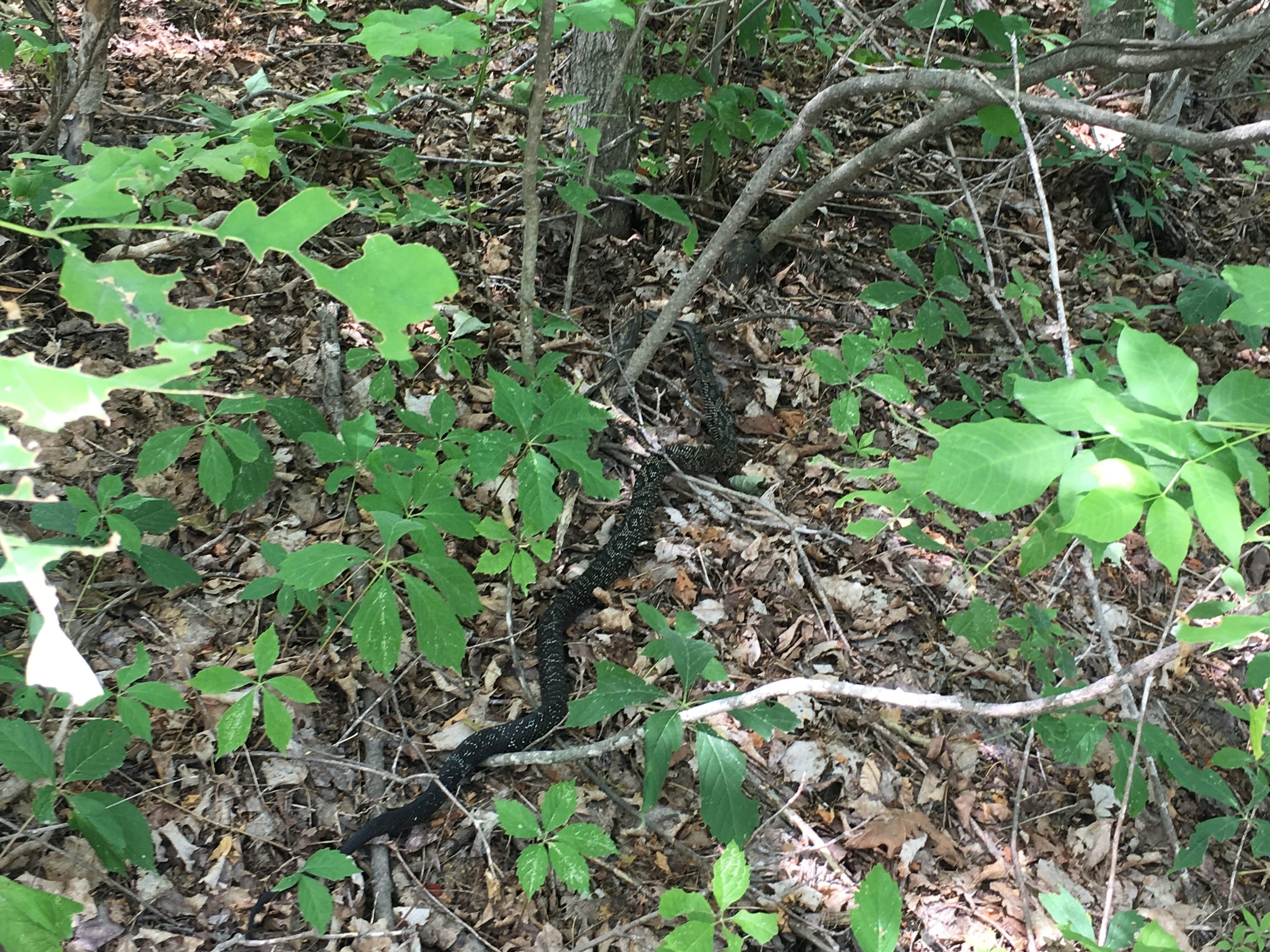 152240334A July 16 2018 c