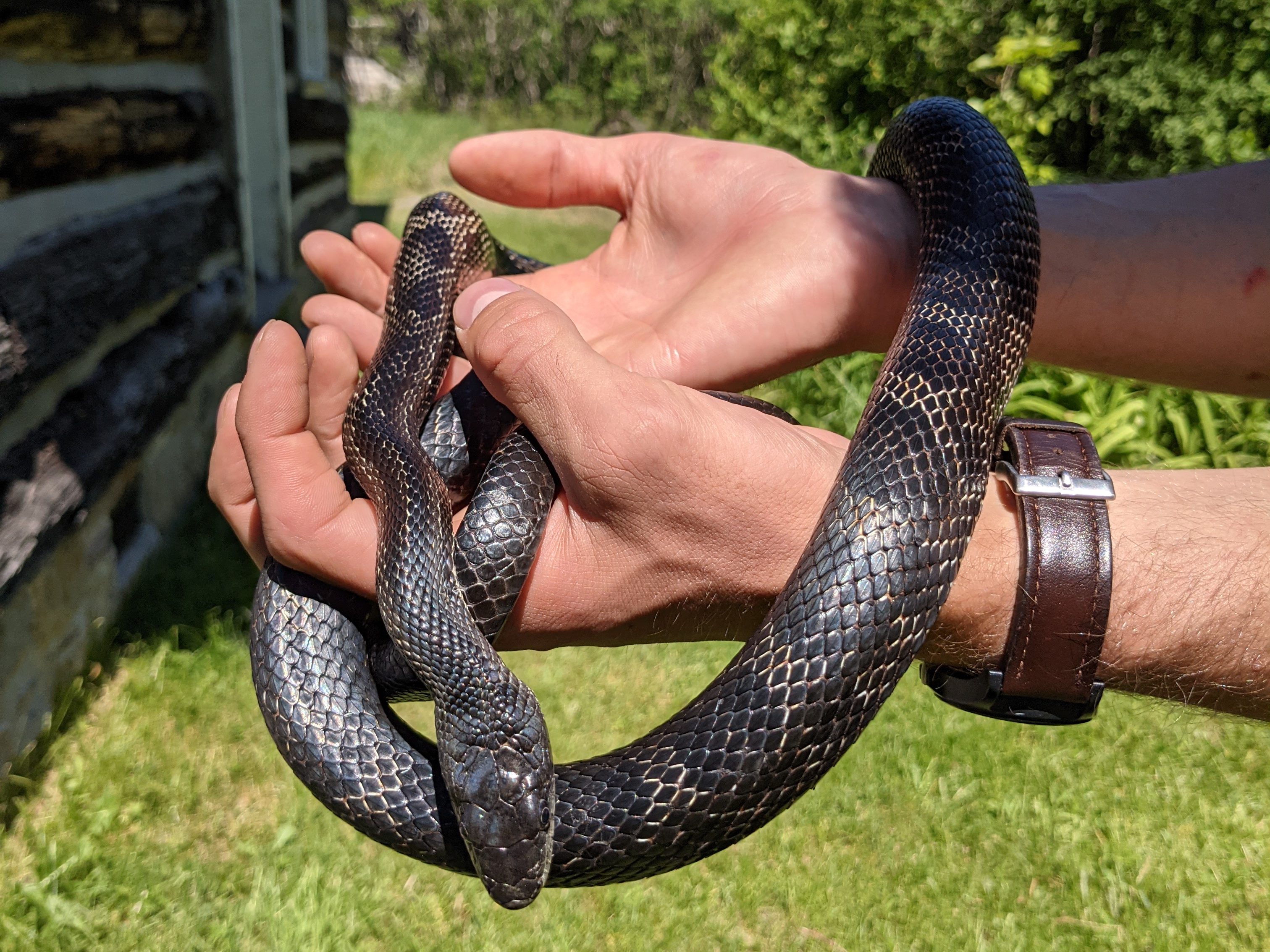 152423422A Blue Mica Daddy May 29 2021 a